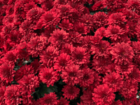 A close-up of red mums flowers.