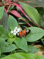 An orange butterfly on a white flower
