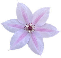 A puple Clematis.