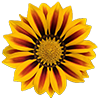 A Gazania flower