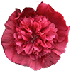 A pink Hollyhock