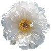 A white peony.
