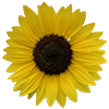 A sunflower